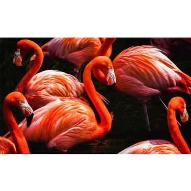 Flamingos